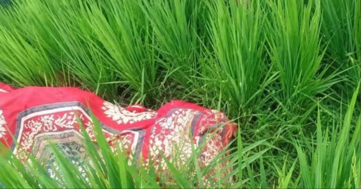 দেবীগঞ্জে ধানখেত থেকে নারীর মরদেহ উদ্ধার