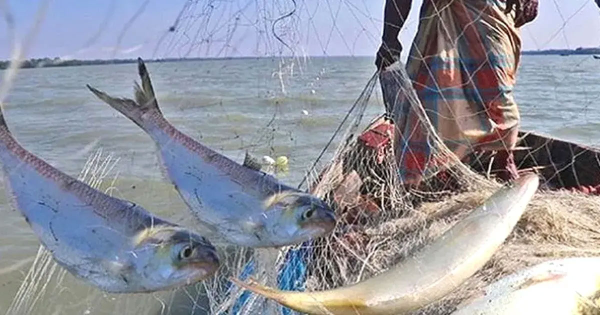 ইলিশ প্রজনন: চাঁদপুরের পদ্মা-মেঘনায় মধ্যরাত থেকে নিষেধাজ্ঞা শুরু