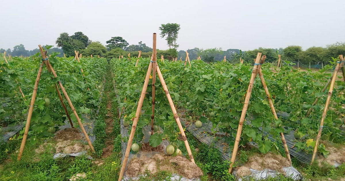 গাজীপুরে বাণিজ্যিকভাবে সাম্মাম চাষ: বাজিমাত তরুণ কৃষি উদ্যোক্তা কামরুজ্জামানের