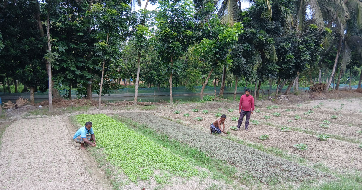 দাগনভূঞায় শীতকালীন সবজি চাষে ব্যস্ত কৃষক, ফলনের আশায় চাষিরা