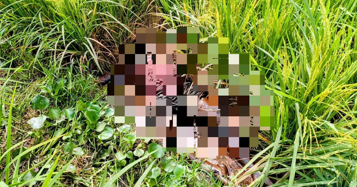 লাকসামে নিখোঁজের ১০ দিন পর ধানখেতে যুবকের মরদেহ উদ্ধার