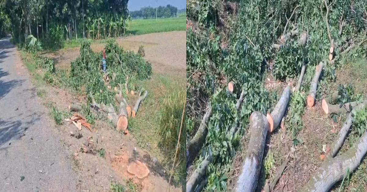 রাজবাড়ীর পাংশায় সরকারি আটটি গাছ কাটার অভিযোগ মাদ্রাসাশিক্ষকের বিরুদ্ধে