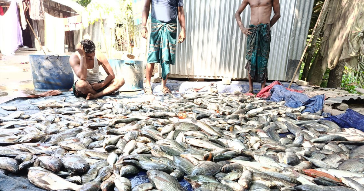 কচুয়ায় পুকুরে বিষ দিয়ে মাছ নিধনের অভিযোগ