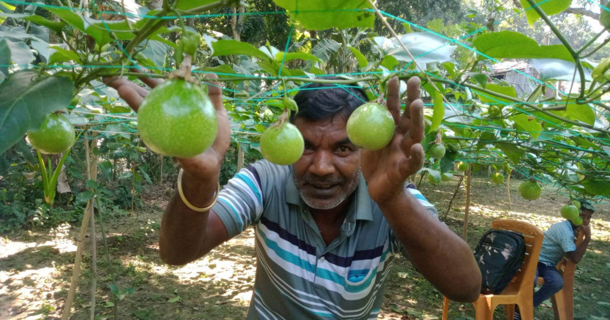 ইউটিউব দেখে আনারকলি চাষ করছেন সঞ্চয় হালদার