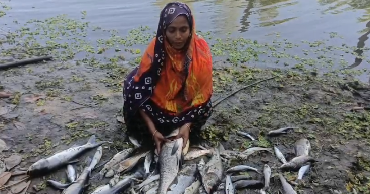 নীলফামারীতে পুকুরে বিষ প্রয়োগ করে লক্ষাধিক টাকার মাছ নিধনের অভিযোগ