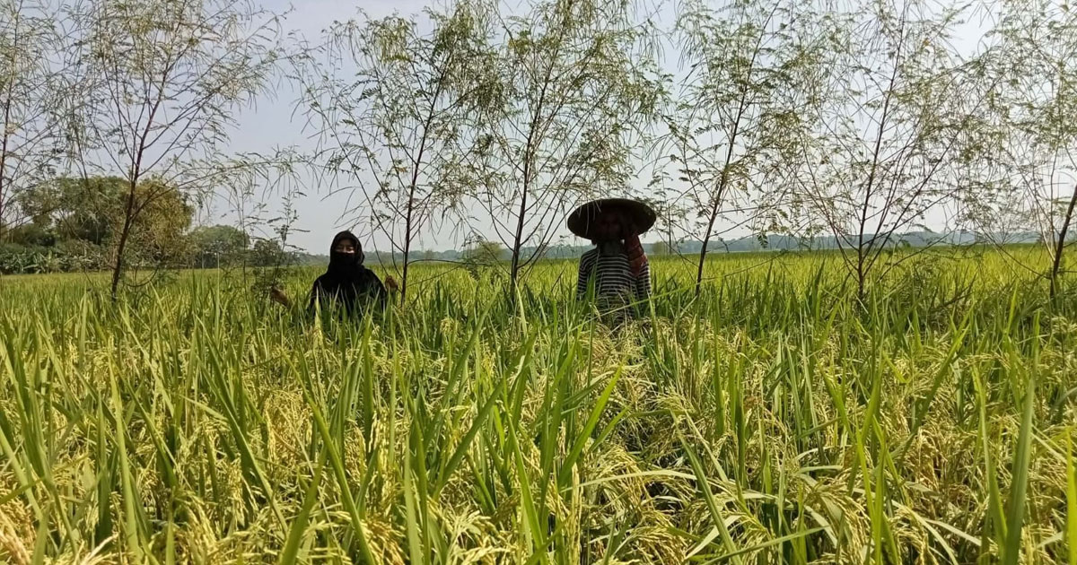 নড়াইলে ৪৩ হাজার ৬৭৫ হেক্টর জমিতে আমনের চাষ