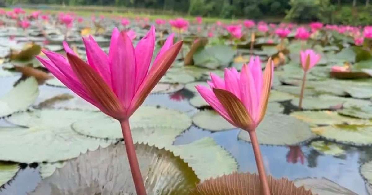 কাপাসিয়ার নরাইট বিলের লাল শাপলায় বদলেছে শতাধিক পরিবারের ভাগ্য