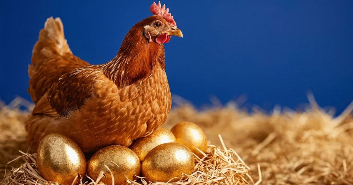 খরচ, কর ও সিন্ডিকেটের ত্রিমুখী চাপে পোল্ট্রি শিল্প; দিশেহারা ক্ষুদ্র খামারিরা