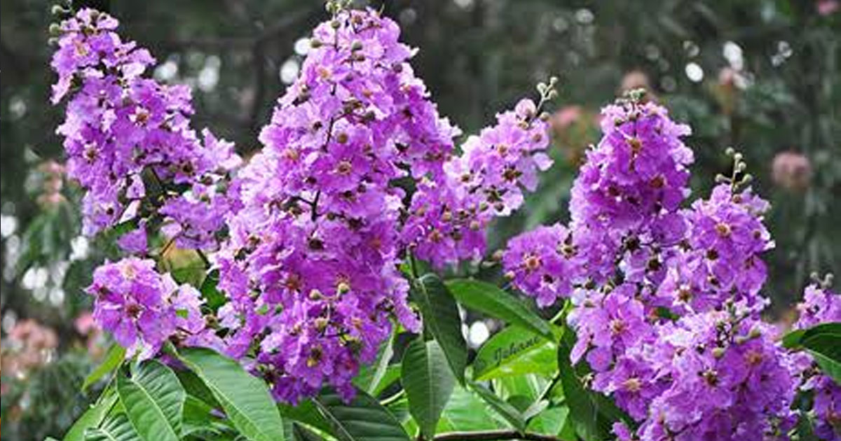 জারুলের বেগুনিতে রঙিন রাবি ক্যাম্পাস