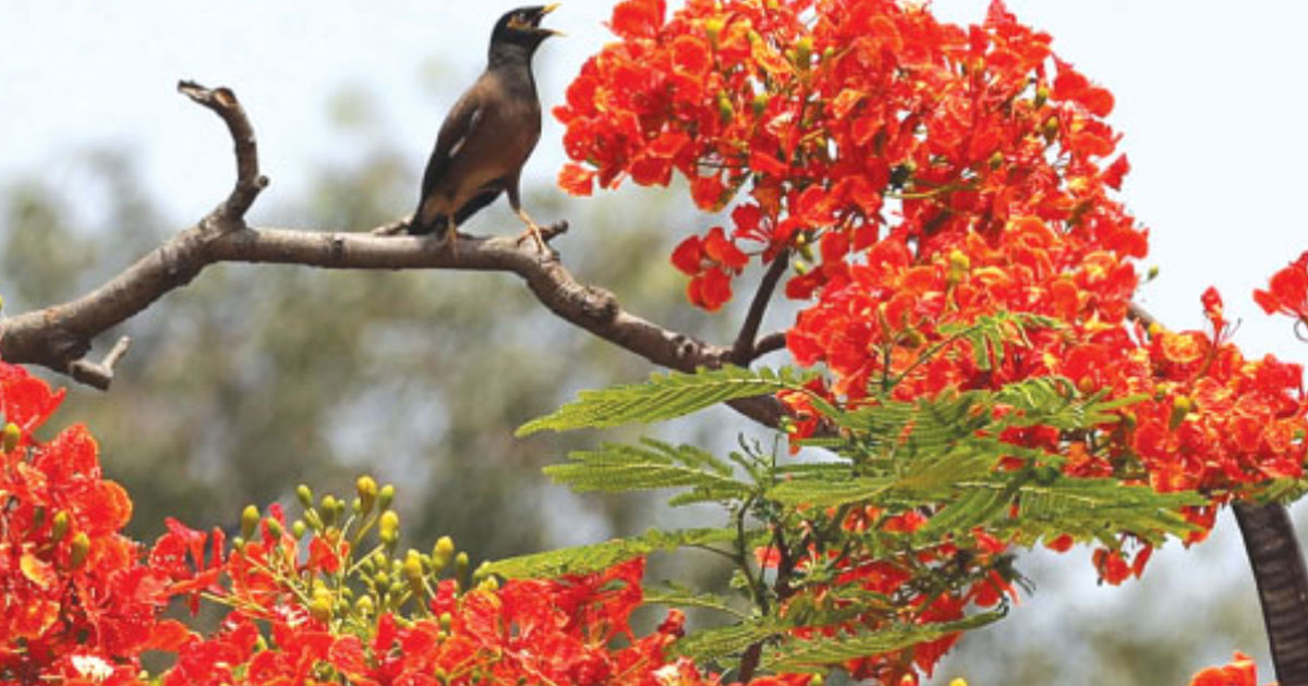 গ্রীষ্মের তাপদাহে প্রকৃতি যখন রুক্ষ ঠিক তখন প্রাণ জুড়াতে হাজির কৃষ্ণচূড়া