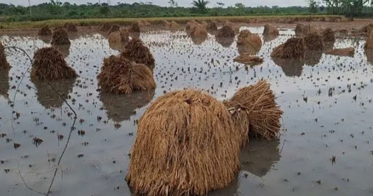 পানির নিচে নিমজ্জিত ধান, দুশ্চিন্তায় কৃষক