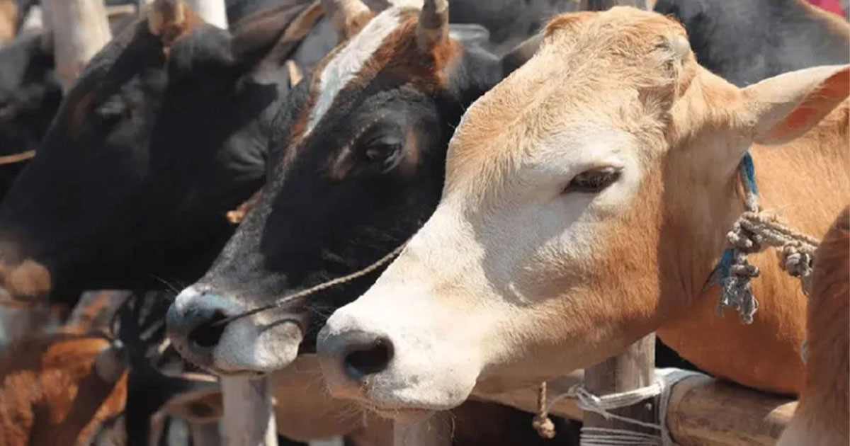 দেশে কোরবানিযোগ্য গবাদিপশু ১ কোটি ২৩ লাখ ৩৩ হাজার