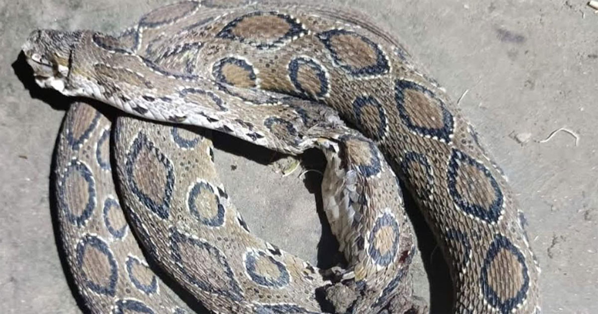 কমলনগরে বাড়ির উঠানে রাসেল ভাইপার, পিটিয়ে হত্যা