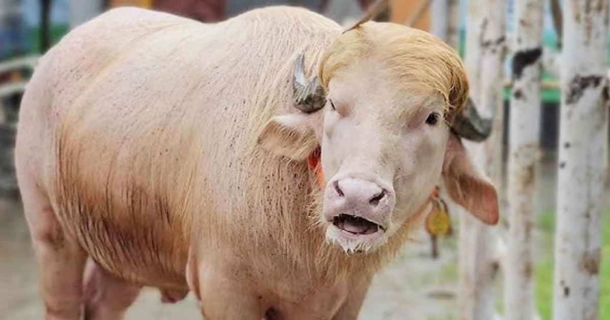কোরবানির পশুর নাম ‘ডোনাল্ড ট্রাম্প’