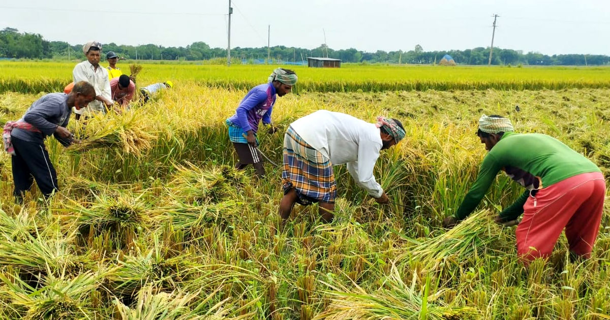 চাটমোহরে কৃষিশ্রমিক সংকট, বোরো ধান নিয়ে দুশ্চিন্তায় কৃষক