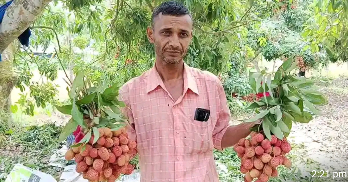 মাগুরায় লিচুর বাম্পার ফলন,  কৃষকের চোখে কোটি টাকার স্বপ্ন