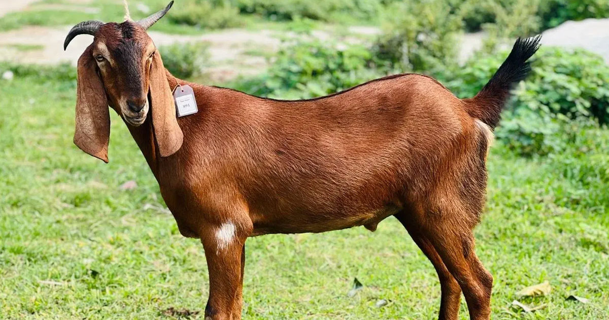 ঈশ্বরদীতে ছাগলে গাছ খাওয়া নিয়ে সংঘর্ষে নিহত ১