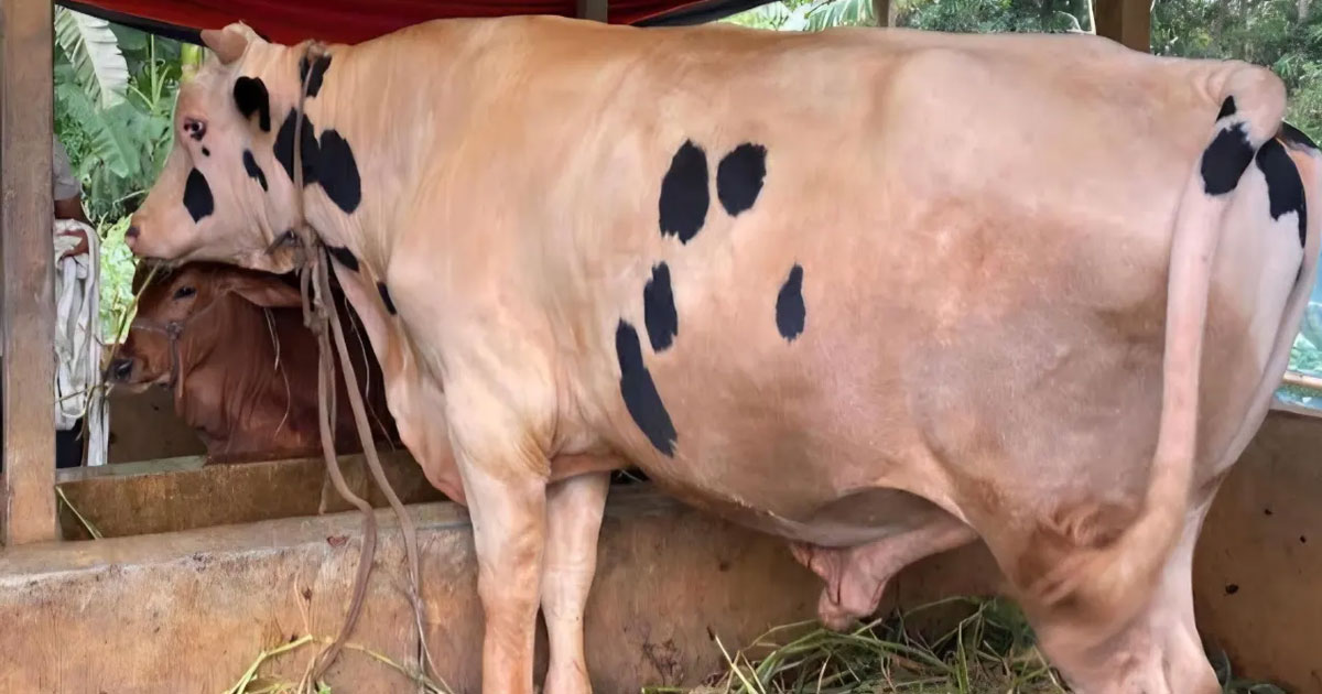‘নোয়াখালীর বস’র দাম ১০ লাখ