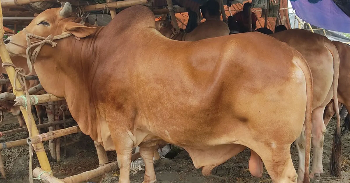 হাটে গরু বাঁধা নিয়ে সংঘর্ষ, মারধরে প্রাণ গেল ব্যবসায়ীর