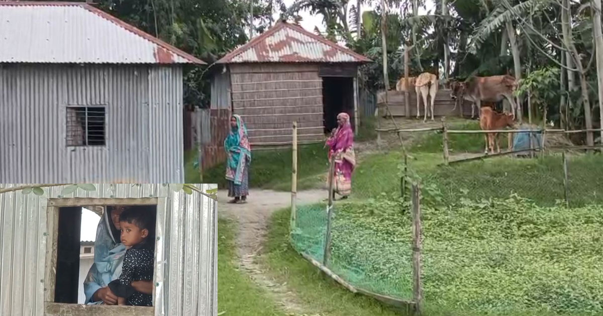 কুড়িগ্রামের চরে কোরবানির স্বপ্ন বিলাসিতা, অনেক ঘরে জুটবে না এক টুকরো মাংসও