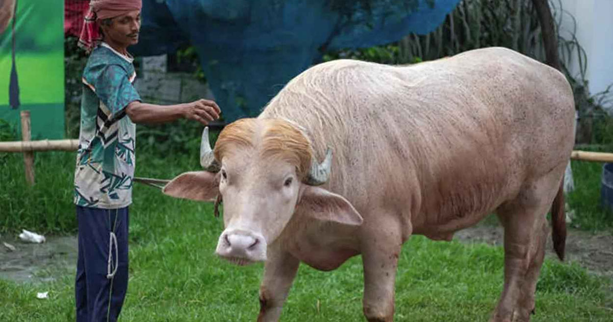 হচ্ছে না কোরবানি, বেঁচে গেল ‘ডোনাল্ড ট্রাম্প’