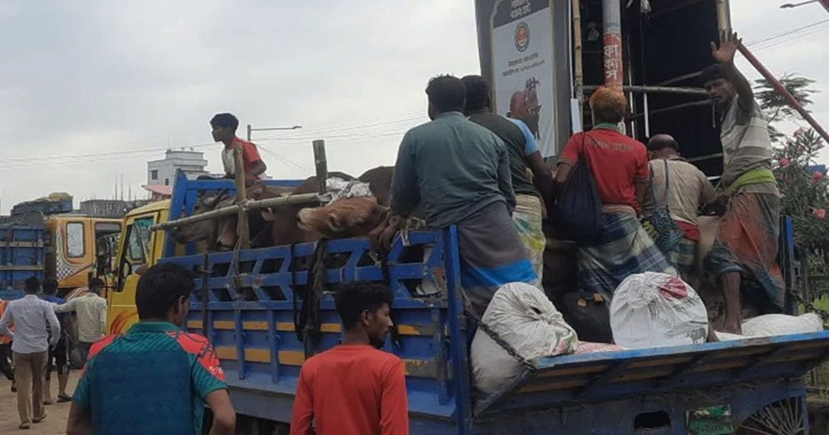 গাবতলী হাটে গরুর দামে ধস, অবিক্রিত পশু নিয়ে বিপাকে ব্যাপারীরা