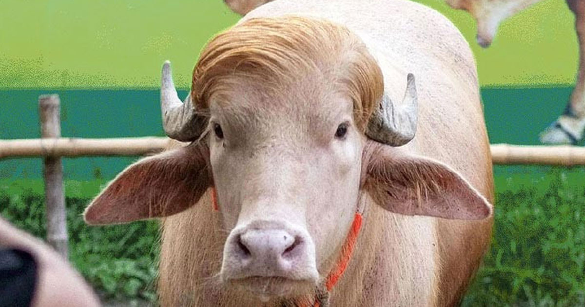 ‘ডোনাল্ড ট্রাম্প’কে দেখতে চিড়িয়াখানায় মানুষের ঢল