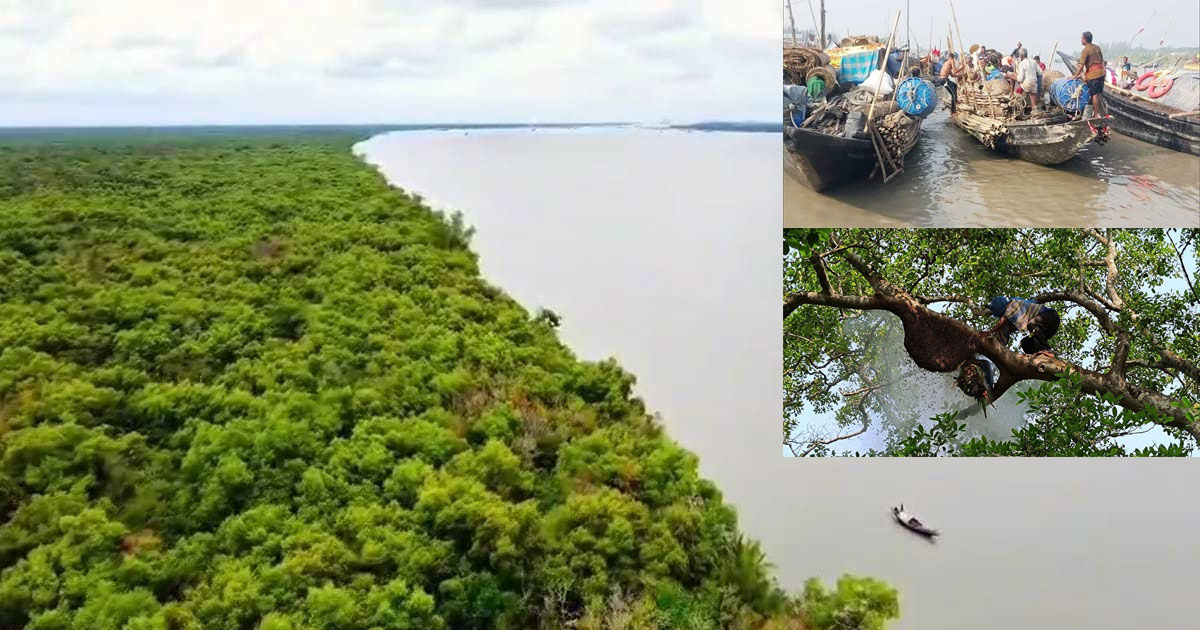 তিন মাস বন্ধ সুন্দরবন, বিপাকে বনজীবীরা