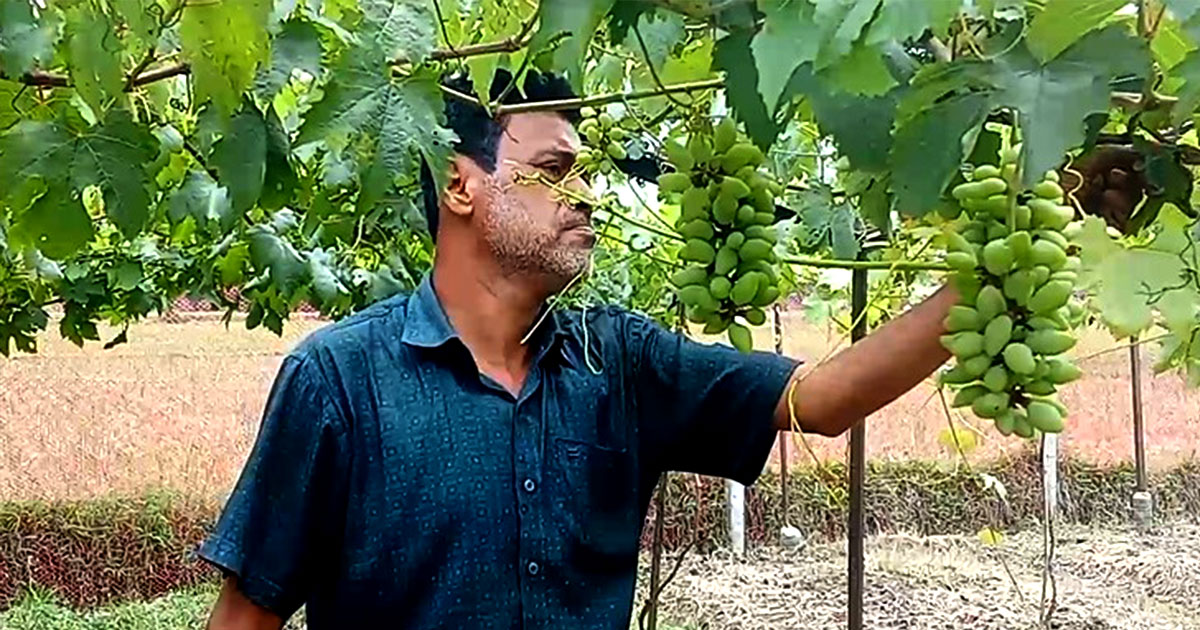 কুমিল্লায় আঙুর চাষে  দৃষ্টান্ত স্থাপন করলেন কামরুজ্জামান সেকুল